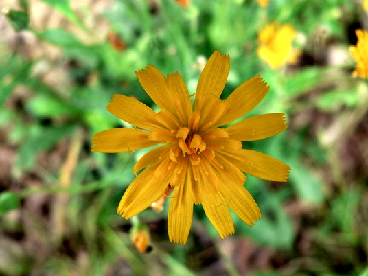 {Krigia biflora}
